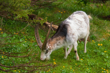 old goat buck with long horns on a green meadow