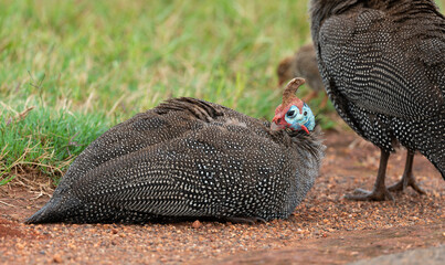 Pintade de Numidie, Numida meleagris, Helmeted Guineafow