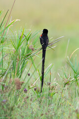 Euplecte à longue queue,.Euplectes progne, Long tailed Widowbird, Afrique du Sud