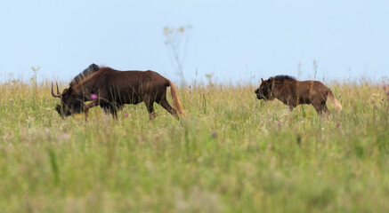 gnou noir , gnou à queue blanche, Connochaetes gnou, Afrique du Sud