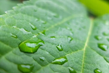 雨上がりの葉っぱに水滴