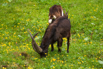 a special old goat buck with long crossing horns is grazing on a green meadow