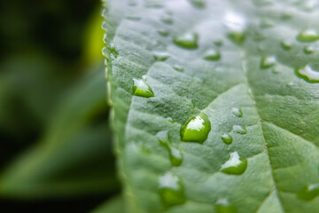 雨上がりの葉っぱに水滴