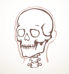 Vector drawing. Skull and neck bones