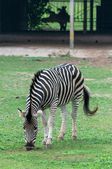 Fototapeta na wymiar Zebra in the Parque Zoologico Lecoq in the capital of Montevideo in Uruguay