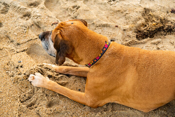 Young dog sitting on the sand beach of Atlantic Ocean. Concept for the summer adventures of purebreed dog at the seaside vacation.