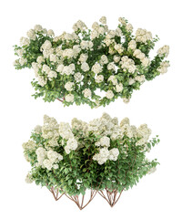 Hydrangea white flowers isolated on white