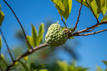 earl fruit