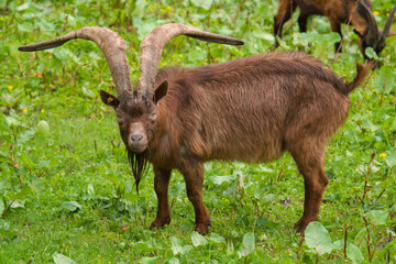 old goat buck with long horns on a green meadow