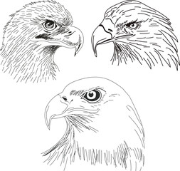 eagle head vector
