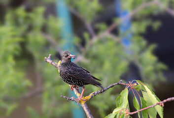 
A starling on a branch with a piece of cherry in its beak...