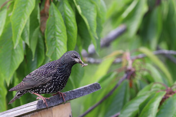 A starling with prey on the roof of a birdhouse...
