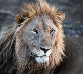 portrait of a lion
