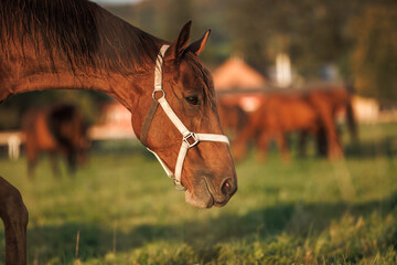 Brown horse on pasture in animal farm. Portrait of thoroughbred horse head