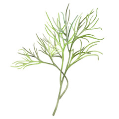 Young green dill, spice, seasoning, herb isolated on white background. Watercolor illustration. For product design, packaging, cuisine, ingredient and condiment.