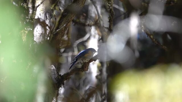 Premium Photo  Red-flanked bluetail tarsiger cyanurus beautiful