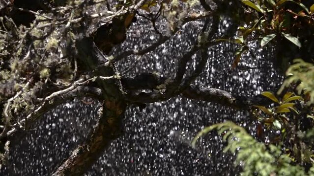 Waterfall behind tree branch, Nepal
Slow motion shot from Nepal, 2023
