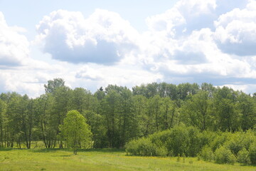 Beautiful summer landscape in the countryside. Green meadow and trees. Green forest with green meadow grassy landscape. Moscow region.