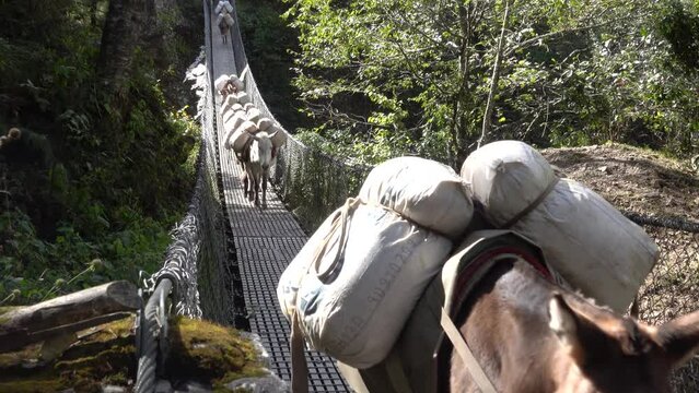 Donkey miles carrying load and equipment over hanging bridge in a row
Nepal landscape and wildlife, 2023
