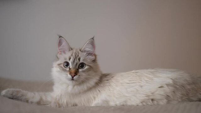 Beige cat with gray eyes looking at camera lying on comfortable cozy bed at home. Portrait of fawn fluffy kitten posing in bedroom in slow motion