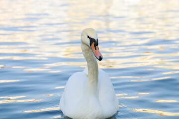 Fototapeta premium One white swan close-up swimming in the water on a lake. Beautiful water goose.