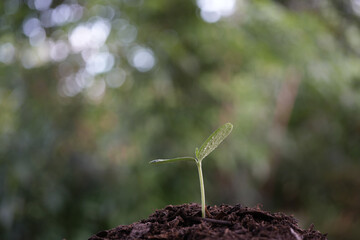 Small growing plant sprout growing with water drop