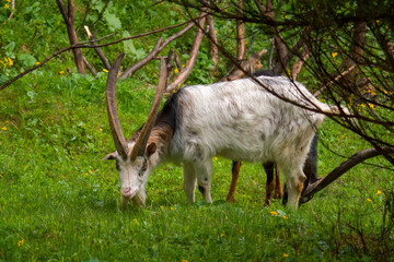 old goat buck with long horns on a green meadow