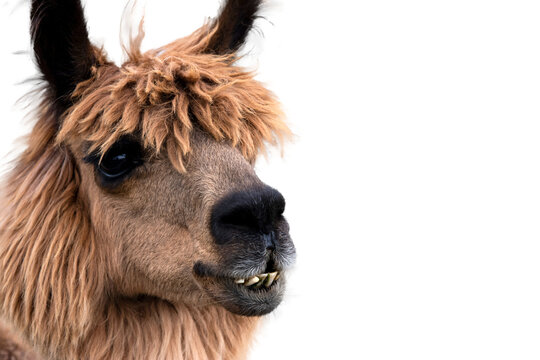 Portrait expressif d'un alpaga brun sur fond transparent, parfait pour des designs uniques et des projets graphiques cr&eacute;atifs.