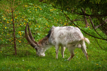 old goat buck with long horns on a green meadow