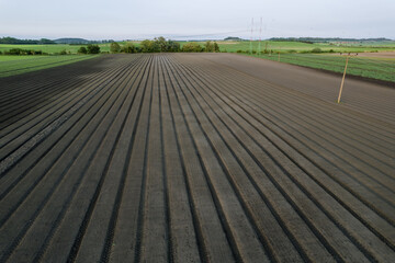 Fototapeta premium Grain crops are sown in even rows on the field, electric wires pass through the field, electricity transmission. Place for writing text.