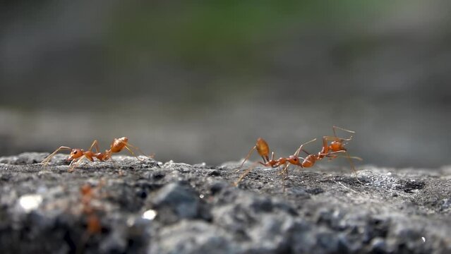Orange fire ants group together on grey rock close up
Slow motion Macro view from Nepal, 2023

