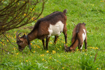 a goat with fawn in the forest on the mountains at a summer day