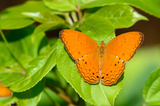 Beautiful orange Cirrochroa aoris butterfly to green leaf in in Ban Krang Camp, Kaeng Krachan National Park in Thailand.