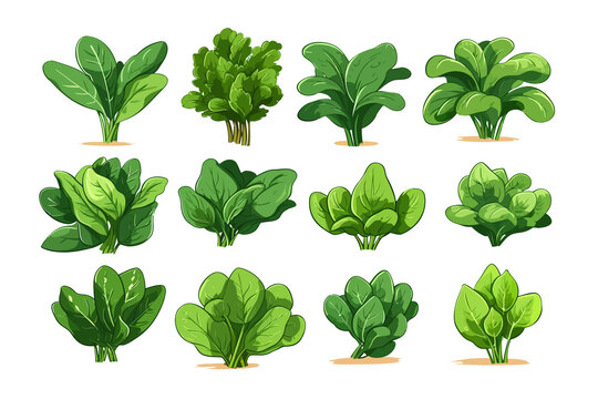 Spinach Vector Set Collection Graphic Clipart Design. Generative AI