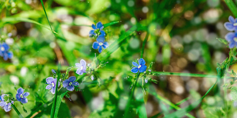 Forget-me-not flower growing in nature. Forest, wildlife, outdoor concept. Beauty blooming
