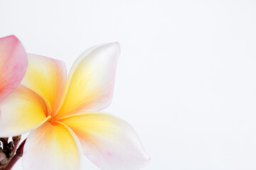 Many frangipani flowers are beautiful on a white background. with copy space