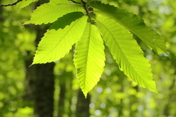 Chestnut leaves