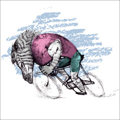 Zebra riding a bicycle. Cyclist zebra mascot of a cyclist club, bent on its bike. Sport illustration concept.
