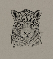 Leopardo ilustrado en tinta sobre papel vegetal © Renán Vicencio Uribe