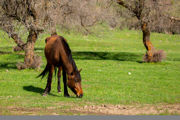 Horse and newborn foal on the background of mountains, a herd of horses graze in a meadow in summer...