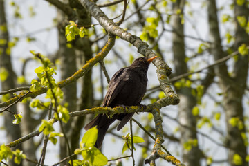 male Blackbird Turdus merula perched on the branch of a tree