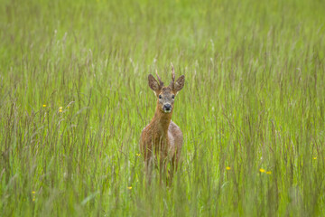 portrait of a pretty roe deer amongst grasses and buttercups