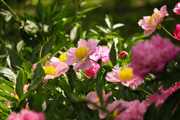 beautiful pions in the garden