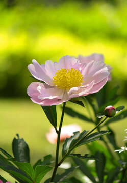 beautiful pions in the garden