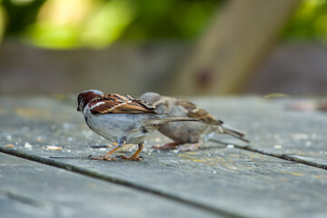 male and female House Sparrow passer domesticus eating crumbs on a wooden picnic table