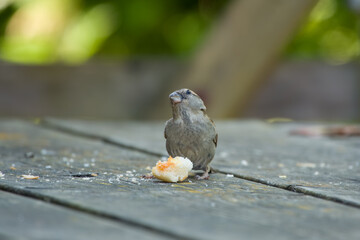female house Sparrow passer domesticus perched on a table with bread