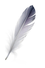 Fototapeta premium feather isolated on white