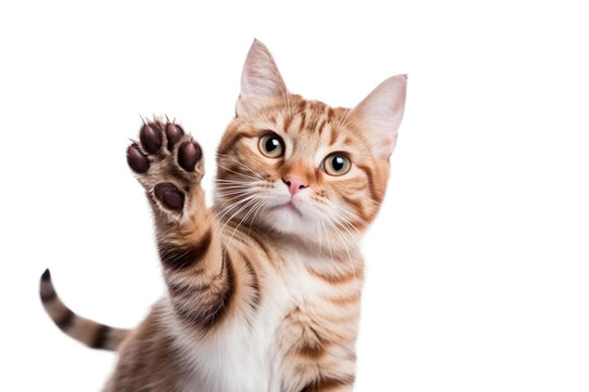 Cat giving a high five