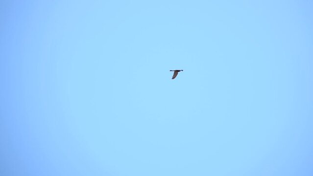 Falcon in blue sky
Slow motion shot of Falcon flyig in blue sky
