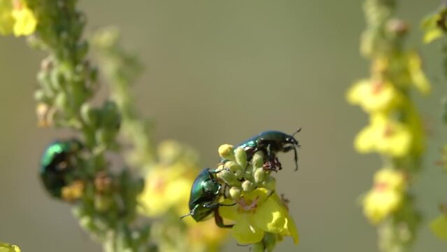 Rose chafer beetle (Cetonia aurata) green metallic on yellow flower
Close up slow motion shot, 2023
